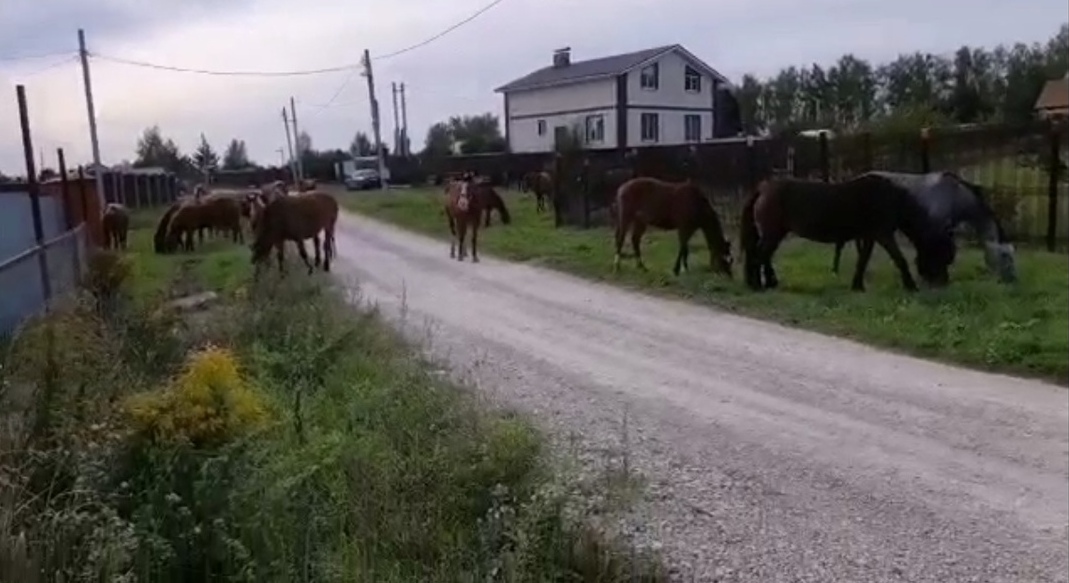 В селе под Тулой табун лошадей гуляет по улицам и огородам