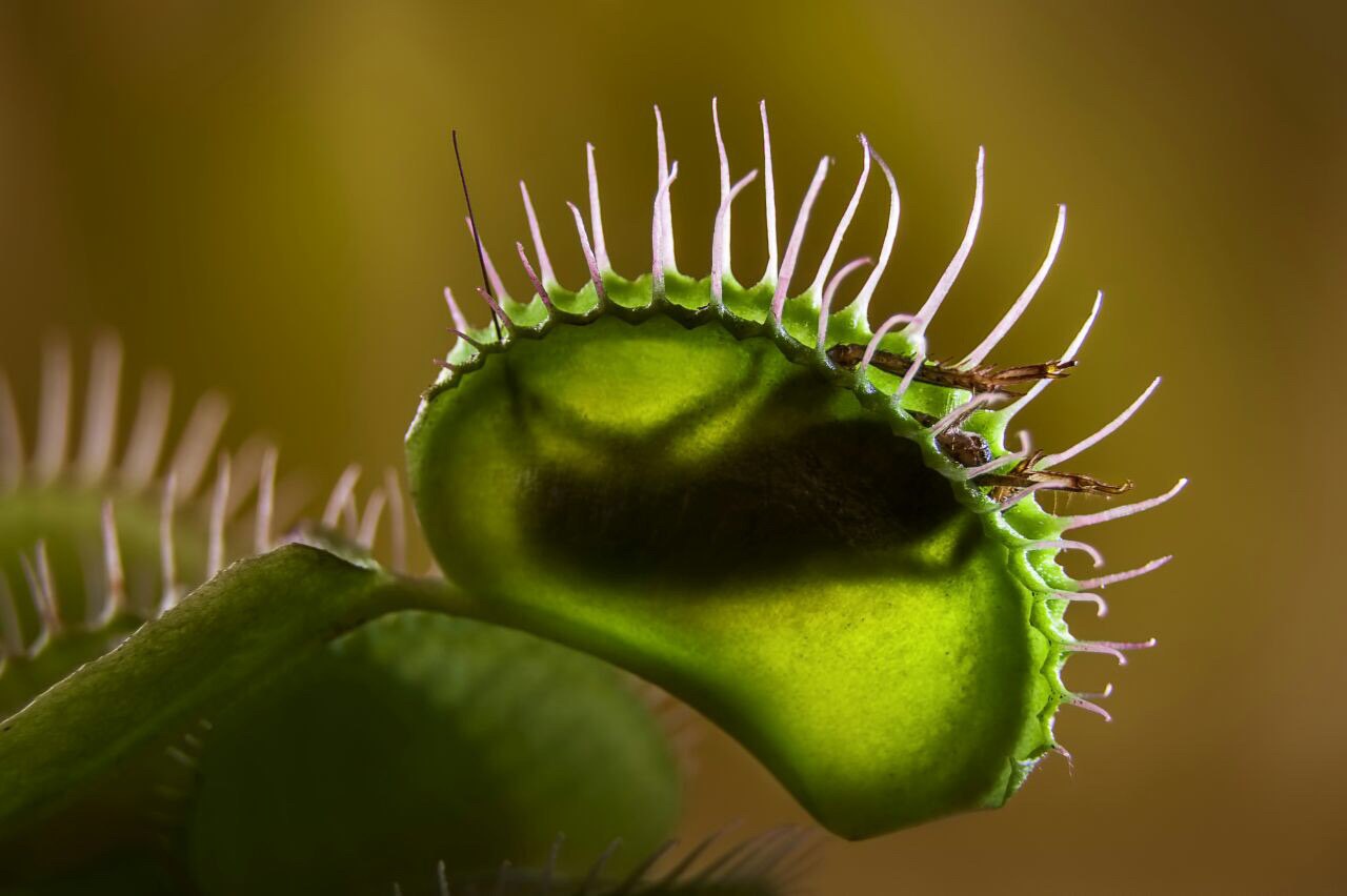 Как кормят растения: тулякам покажут необычное 
