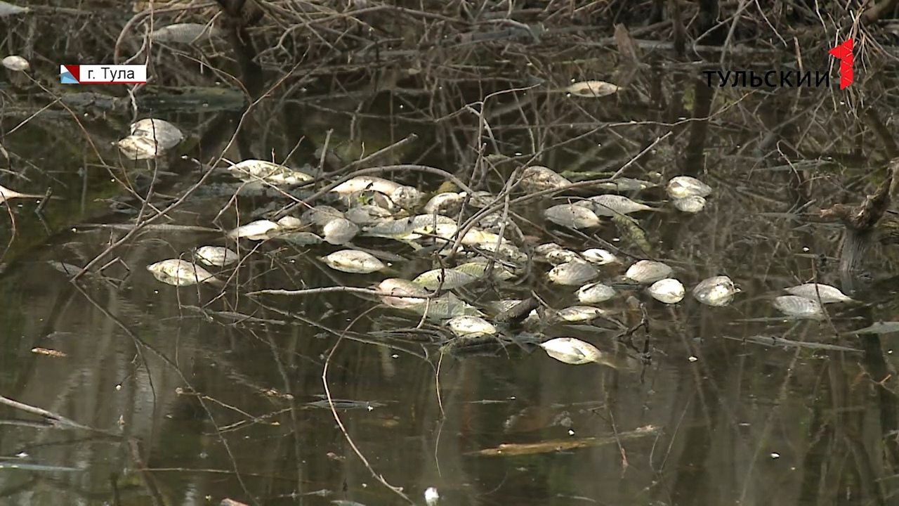 Мертвая рыба и фекальные реки: что стало причиной экологической катастрофы в деревне под Тулой