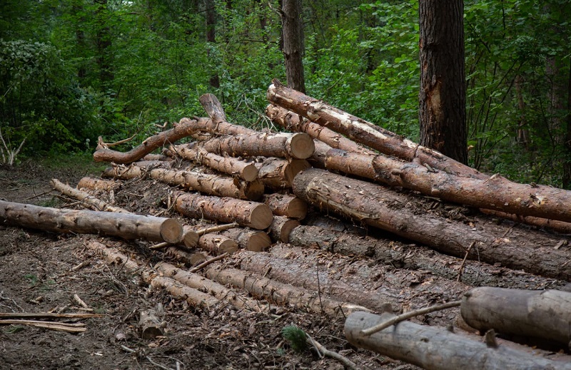 В Туле осудили мужчину за незаконную вырубку 1000 деревьев