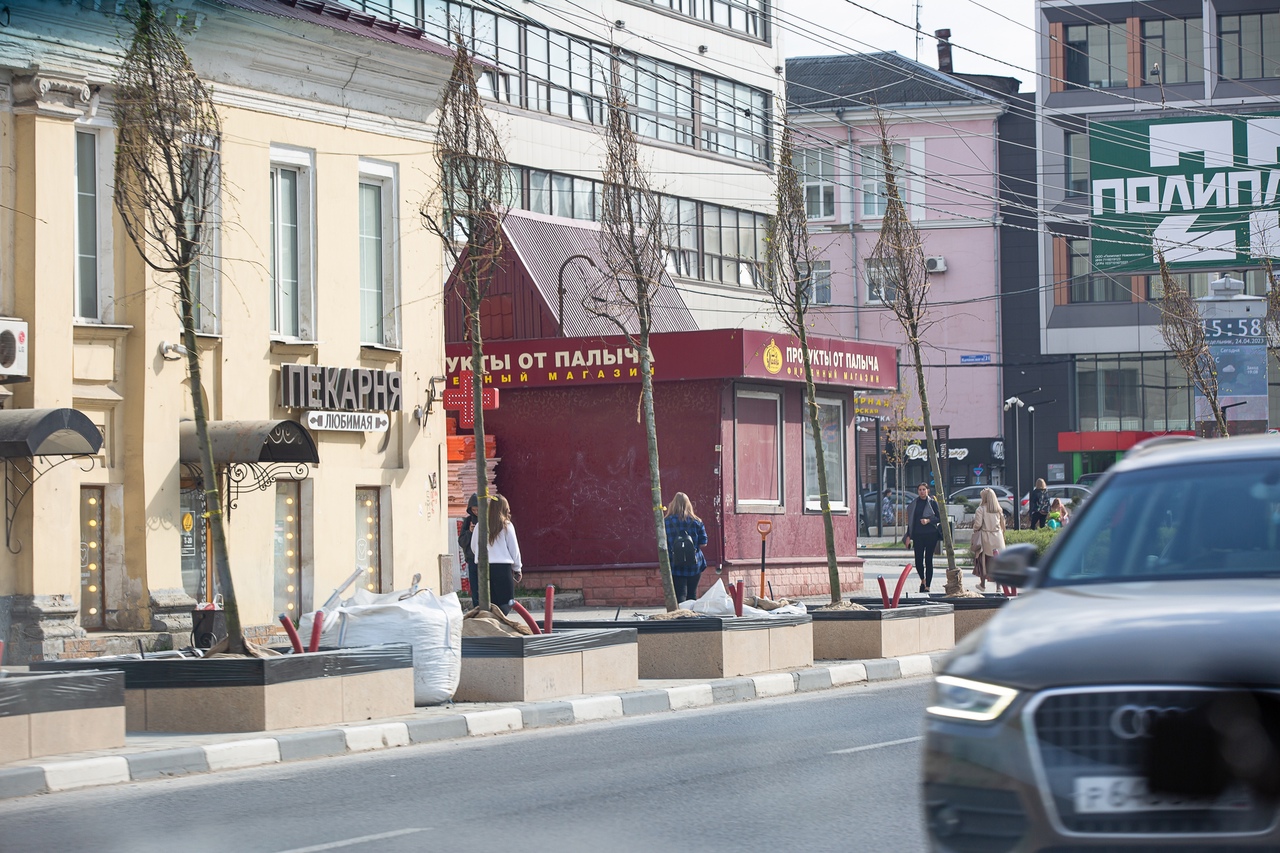 В Туле на проспекте Ленина высаживают деревья | 24.04.2023 | Тула -  БезФормата