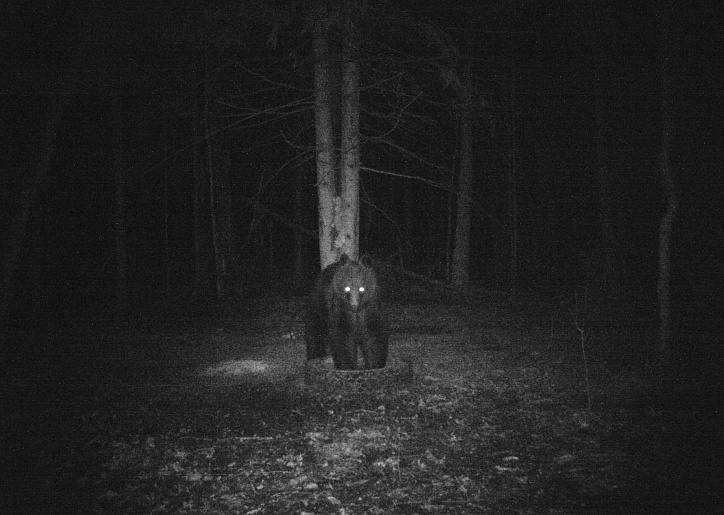 В Суворовском районе сфотографировали бурого медведя