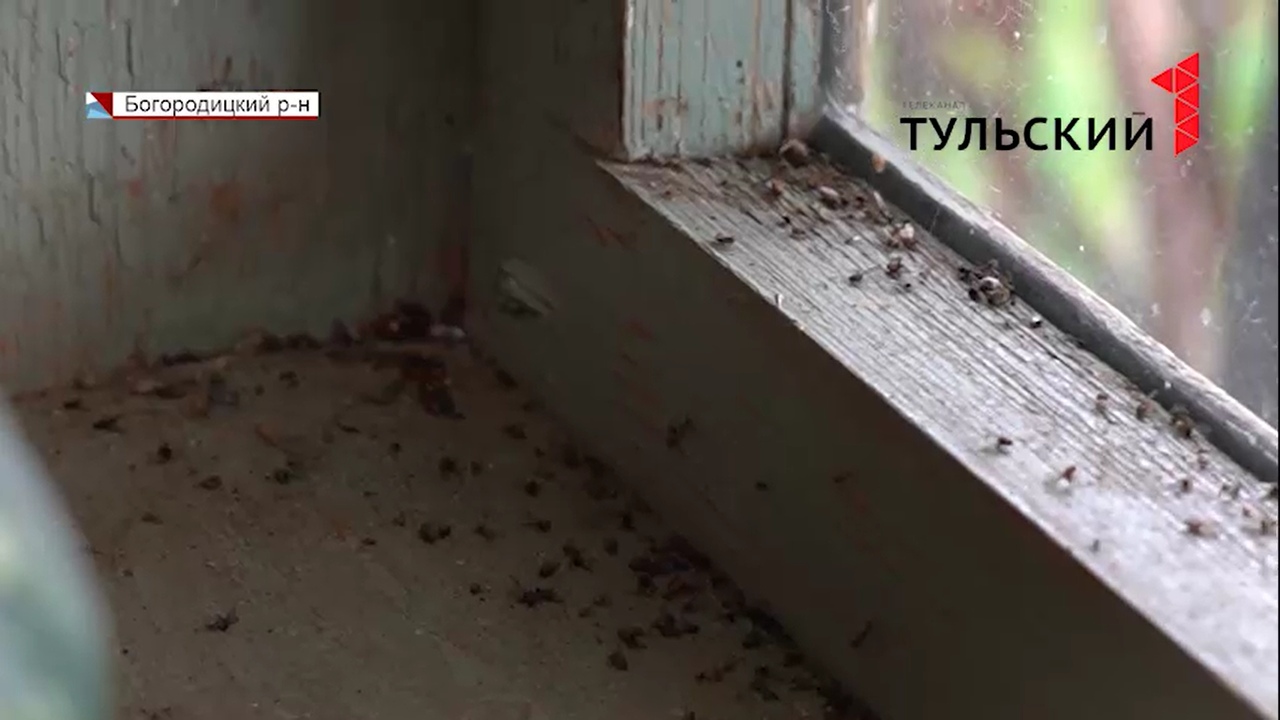 Жителей Богородицкого района атаковали полчища мошек