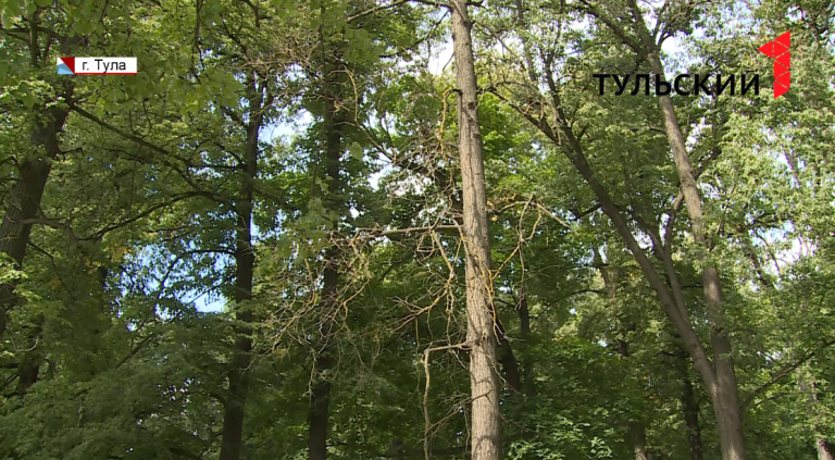 В Тульской области появится больше 400 тысяч квадратных метров новых лесопарковых поясов