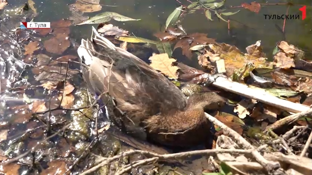 Утиные истории: почему в пруду Платоновского парка в Туле вдруг начали массово гибнуть утки