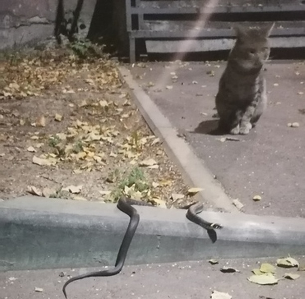 Туляки спасли кота от ужа, которого приняли за гадюку