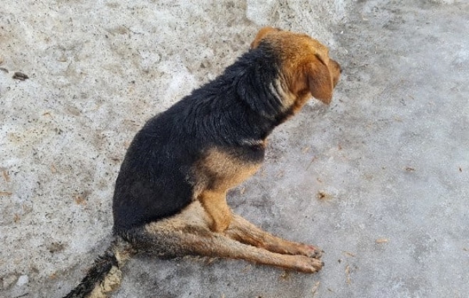 В луже перед приютом "Любимец" в Туле бросили парализованную собаку