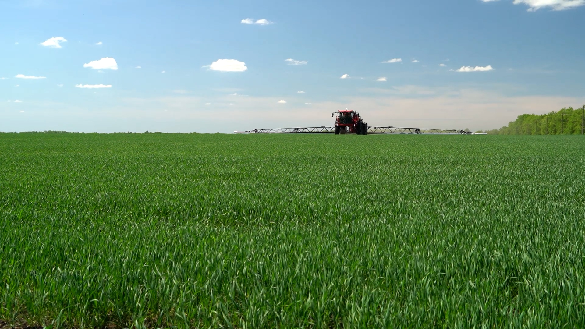 Как погодные аномалии могут повлиять на урожай зерна в Тульской области