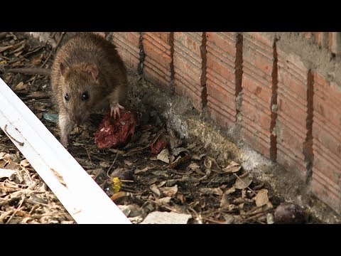 Книга Жалоб: Как бороться с грызунами?