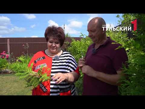 Сажаем алиссум, ухаживаем за ирисами, черенкуем тую: все это в новом выпуске проекта «На дачу к Ирине Цветаевой»