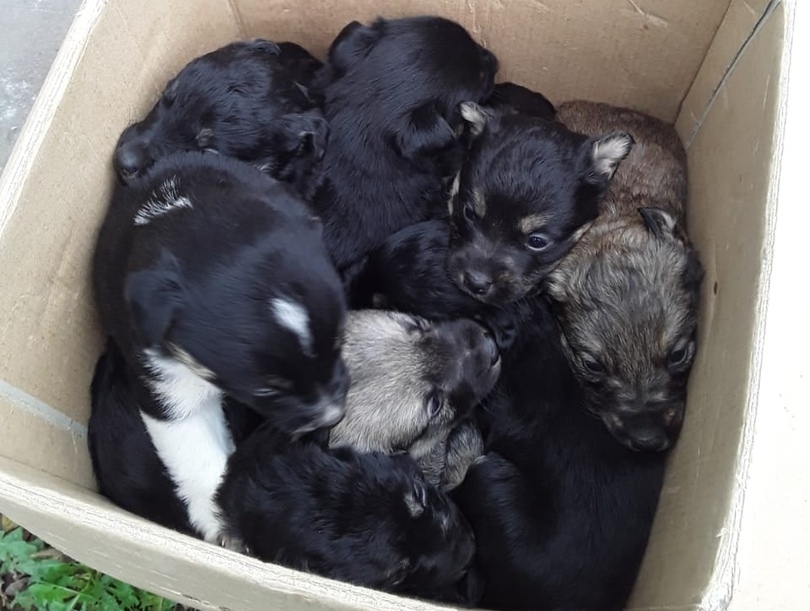 В Туле к приюту «Любимец» подкинули коробку со щенками