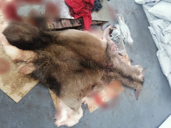 В Тульской области за отстрел лося задержали браконьера