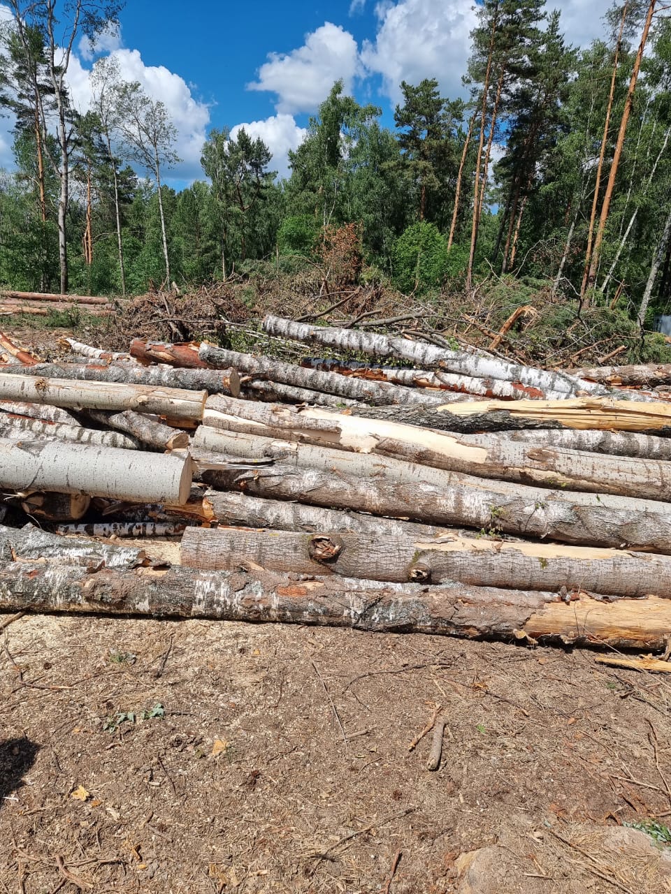 Прокуратура проводит проверку законности вырубки леса в Тульской области