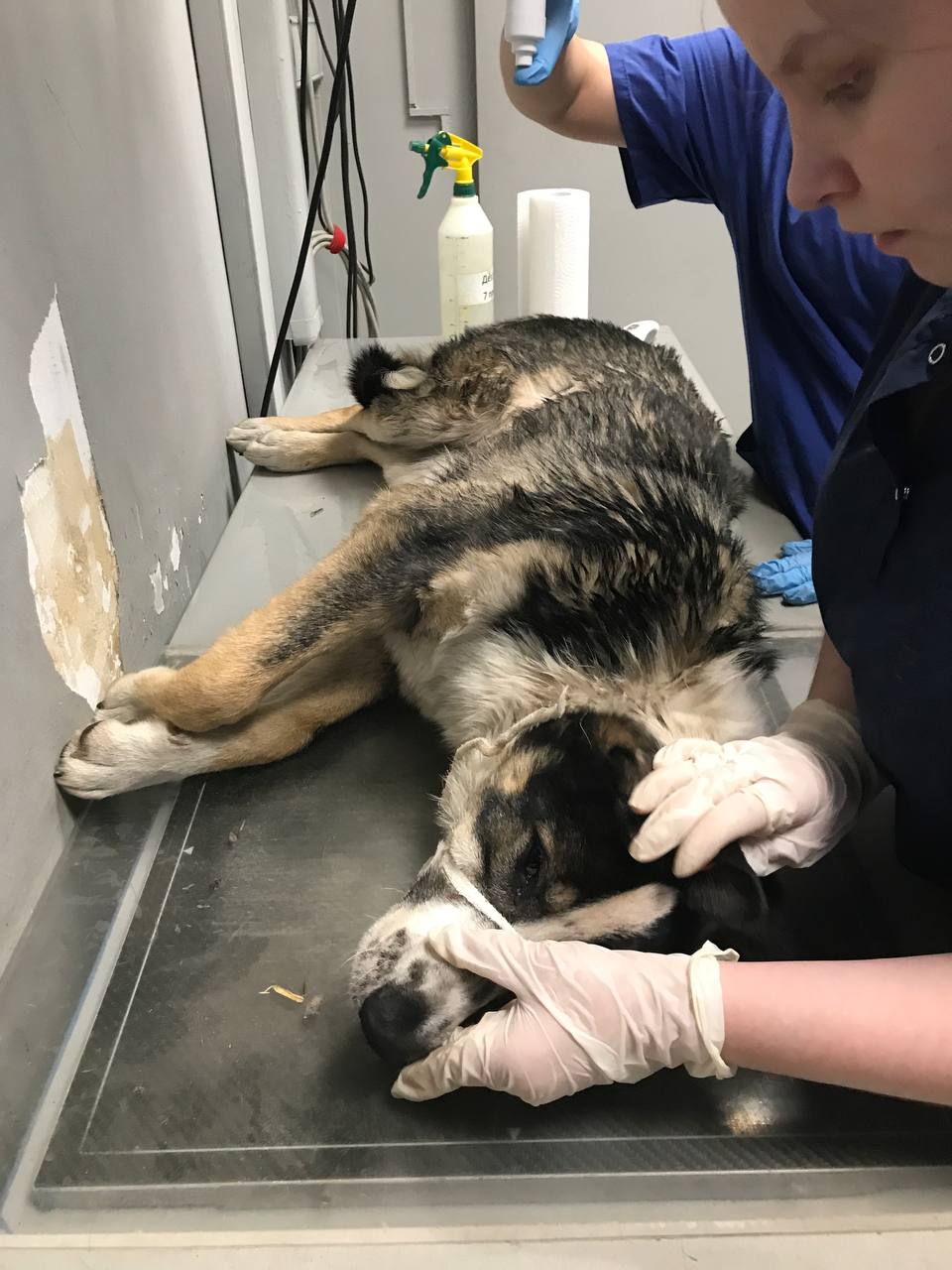 Волонтеры спасли дворняжку под Тулой