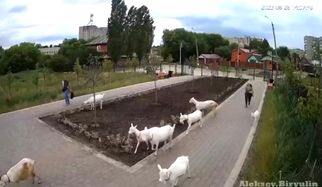 В Новомосковске козы совершили набег на сквер 60-летия СССР