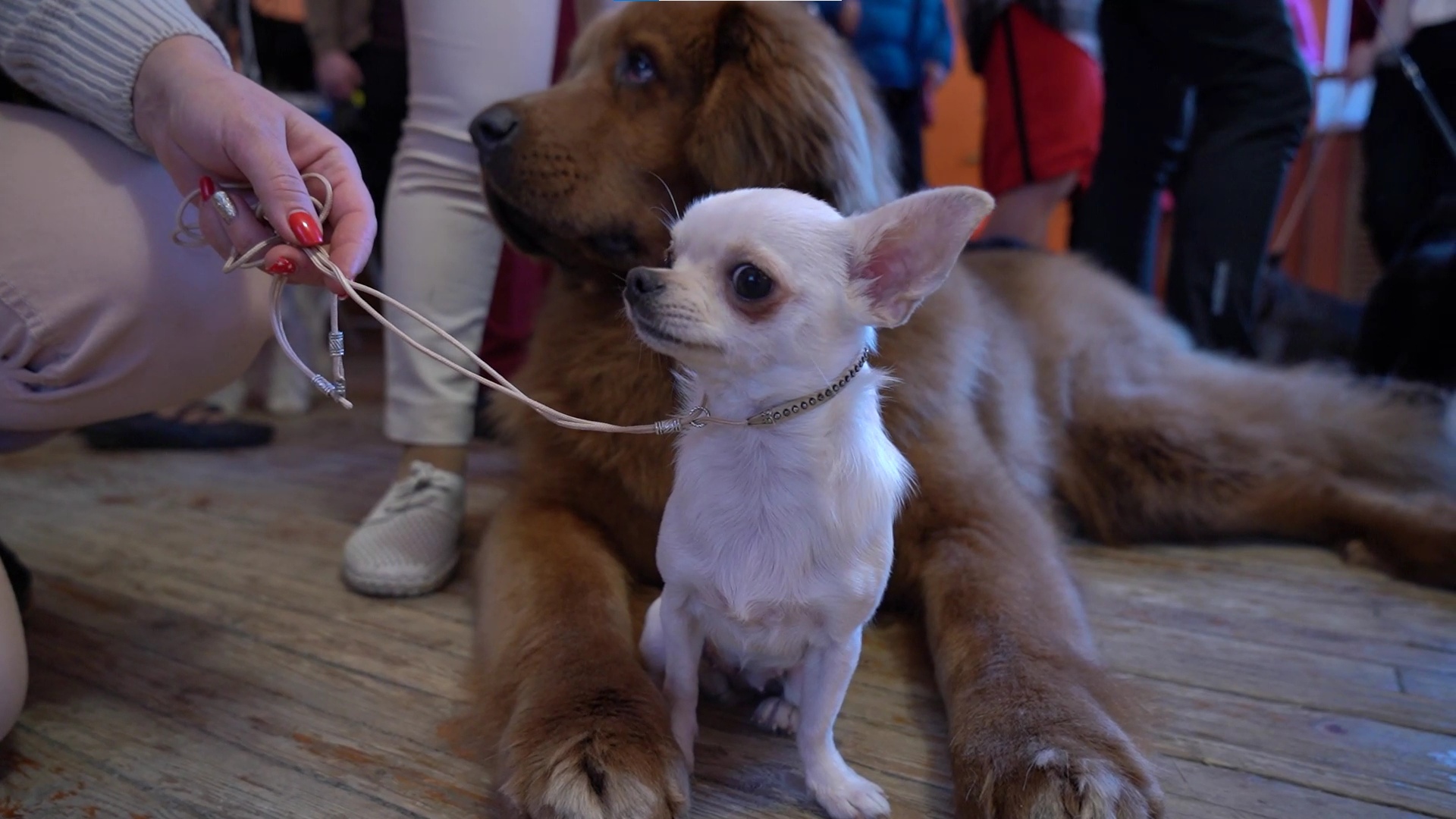 Опытные хендлеры поделились тонкостями подготовки собак к выставкам