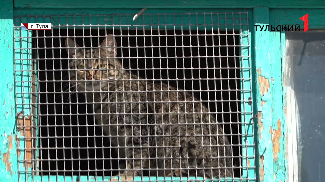В Туле почти 40 брошенных хозяевами кошек нуждаются в помощи