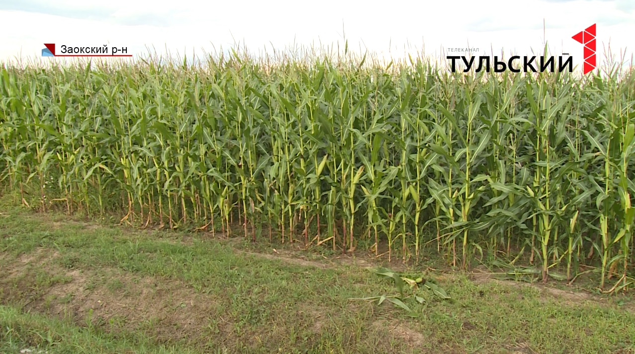 В 2020 году в Тульской области планируют собрать не менее 60 тысяч тонн кукурузы