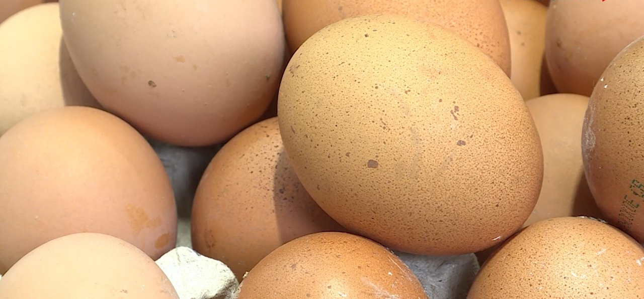 Эксперты проверили качество куриных яиц