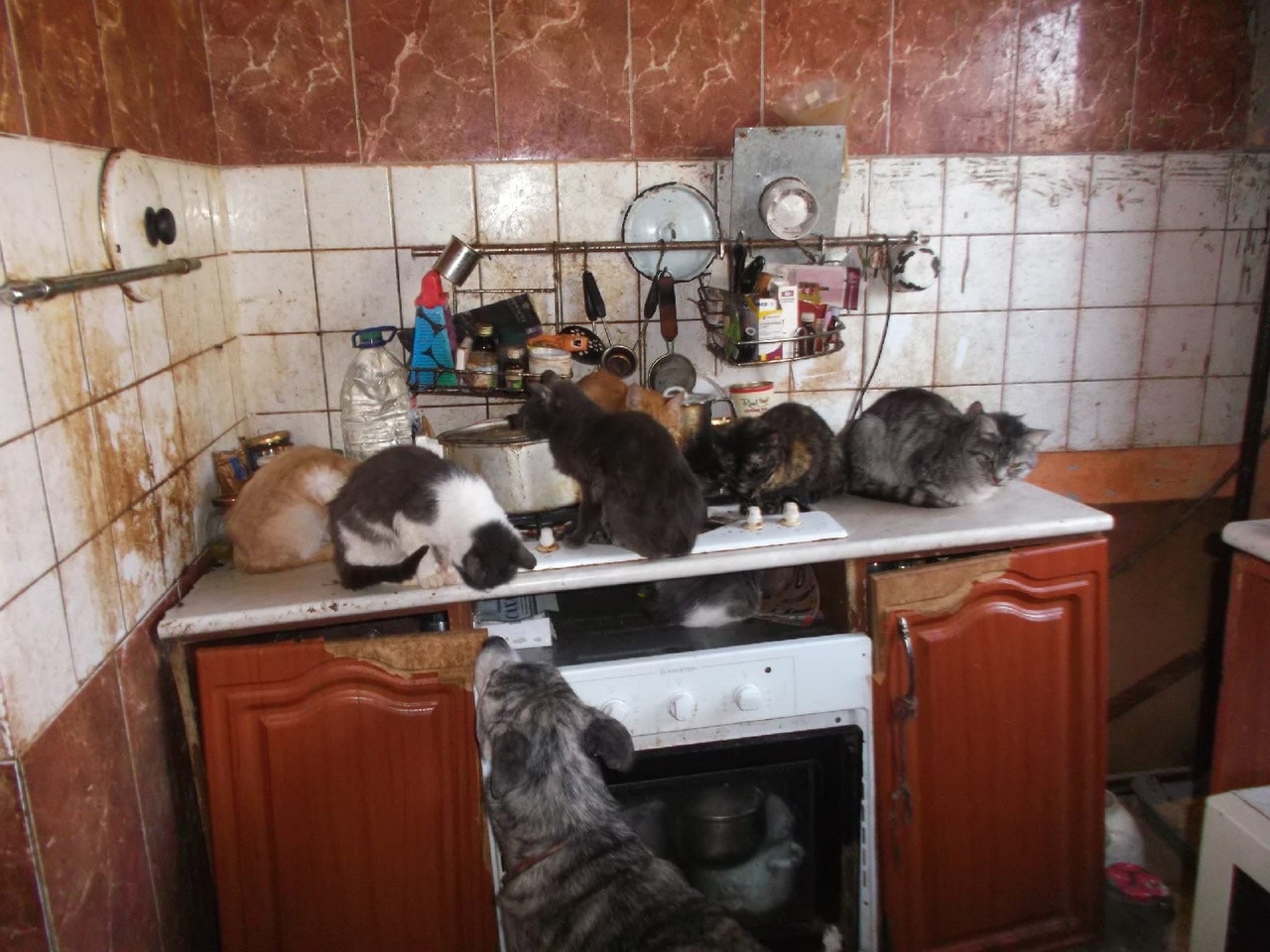 Кошки из ада: тулячка держала в своей квартире больше 60 животных