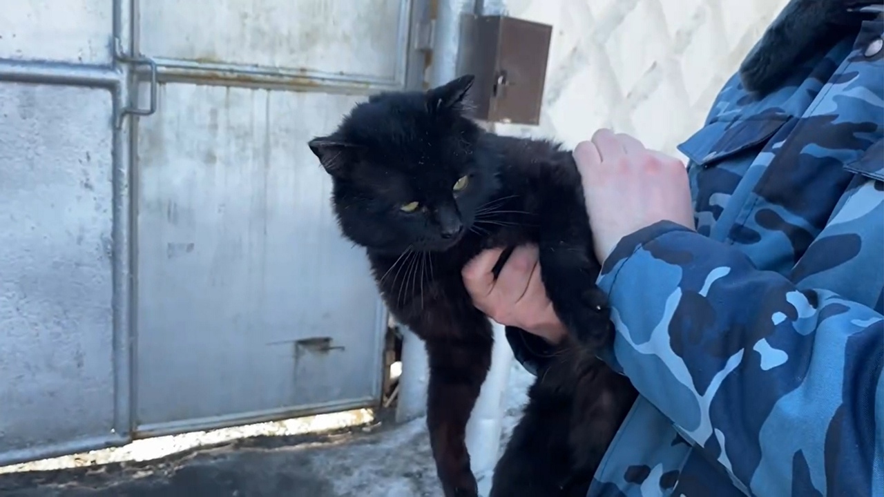 В Казани поймали кошку-наркокурьера: животное пыталось пронести гашиш в исправительную колонию