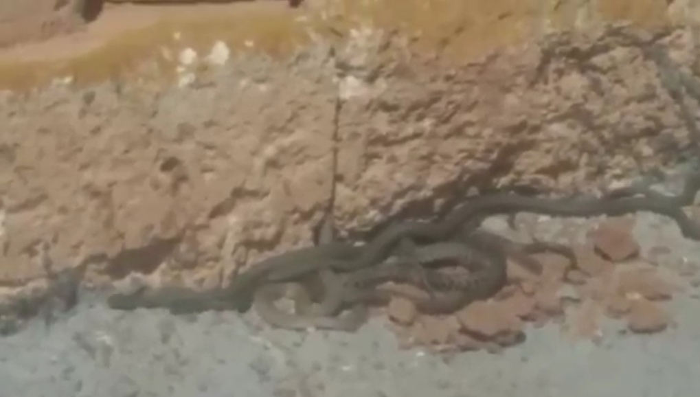 В Тульской области активизировались змеи