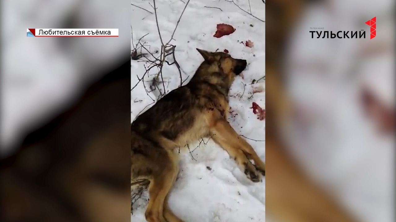2 собаки и косуля: в Тульской области произошло очередное массовое убийство животных